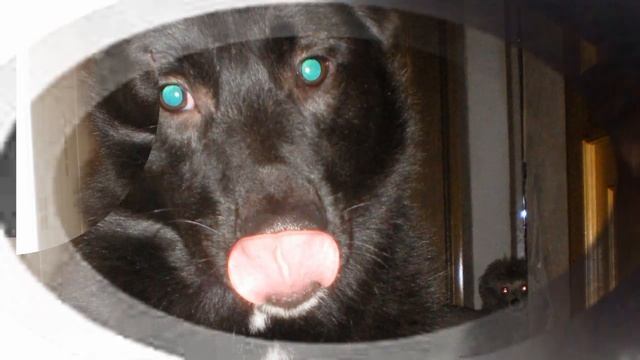 Собака.Мой щенок похож немного.......)avi смотреть онлайн