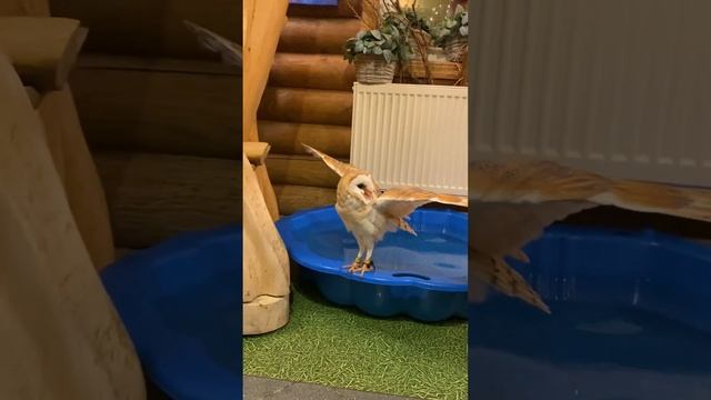 Совы чистюли??#owl #сова #сипуха #совакупается #токсово #музейсовушек #филосовия смотреть онлайн