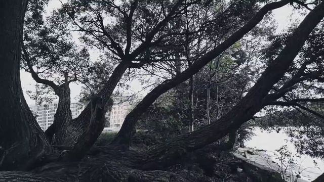 VID 20230528 204959 Стихи (Поль Элюар)...Павел Васильев Лахтинский смотреть онлайн