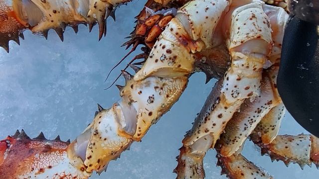 ОПАСНО лед скрипит. Большие крабы и салат.. смотреть онлайн