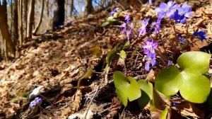 Людмила Горцуева - Вновь пришла весна (муз. и сл. Л.Горцуевой)