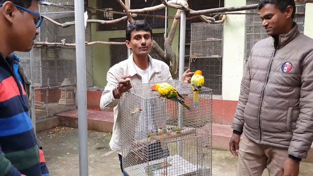 Finches & Java's New Setup Starts With Few Gouldian Finch / Colorful Small Bird Breeding Farm. смотреть онлайн