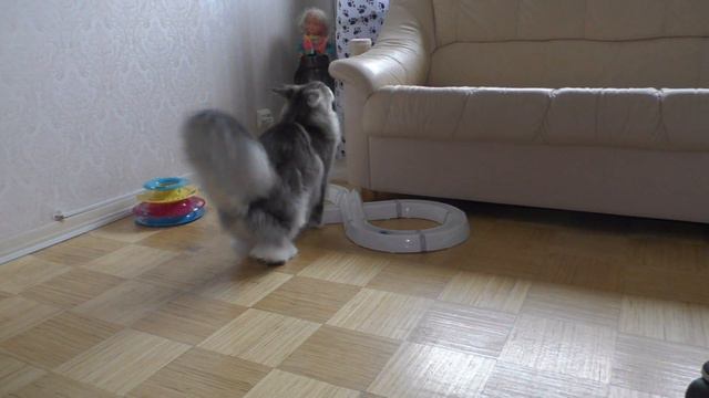 Main Coon Feromon Forest Rich смотреть онлайн