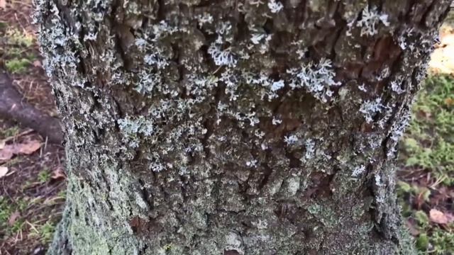 Биология лишайники. смотреть онлайн