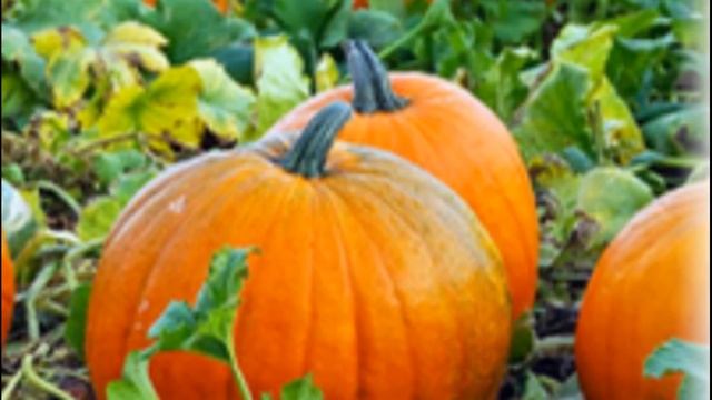 Особенности выращивания тыквы в открытом грунте  Подготовка почвы к посеву