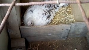 Индюк высиживает яйца. 18.05.21 г.
