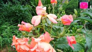 РОЗЫ ПАРКОВЫЕ. НАЧИНАЮЩИМ