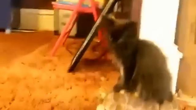 Покатай меня большая черепаха! смотреть онлайн