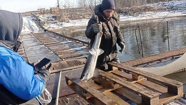 Тест мобильного аппарата УЗИ для осетровых смотреть онлайн