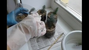 Выращивание голубой ели черенками в домашних условиях / Осенняя посадка