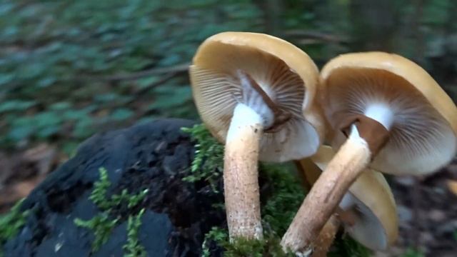 Łuskwiak Zmienny (Kuehneromyces Mutabilis) - 12.09.2022, Nowa Huta, Kraków.