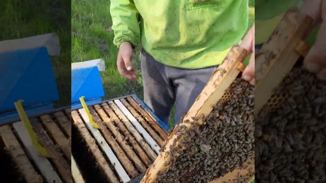 Предотвращаем роение, делаем отводки в новые улья. смотреть онлайн