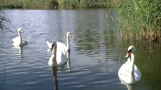 БЕЛЫЙ ЛЕБЕДЬ НА ПРУДУ смотреть онлайн