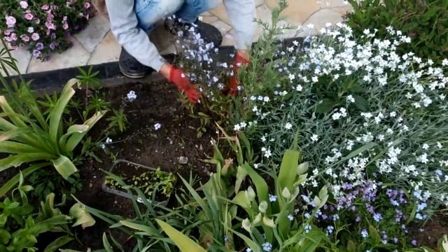 ЦВЕТНИК БУДЕТ ВСЕГДА УТОПАТЬ В ЦВЕТАХ ! БЕЗ ПИКИРОВКИ ЦИНИИ, ОДНОЛЕТНИКИ, НЕПРЕРЫВНОЕ ЦВЕТЕНИЕ. смотреть онлайн