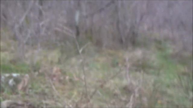 27 12 2019 un lot de bassets artésien nous rend une petite visite sympa смотреть онлайн