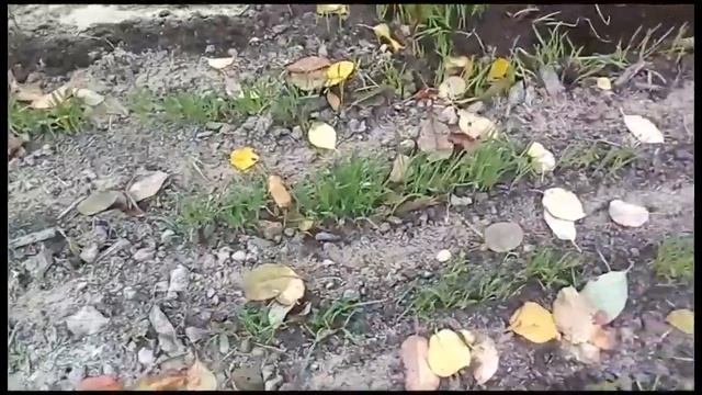 Мои растишки №44 / сидераты и чеснок/ овёс на даче смотреть онлайн