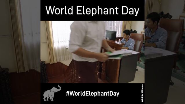 World Elephant Day 2018 смотреть онлайн