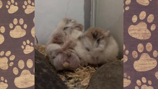 Roborovsky hamsters Nastya and dad funny stories ( наша НАСТЯ и вредный папа) смотреть онлайн