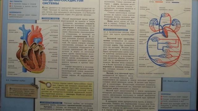 Биология (Л.Н.Сухорукова) 8к §22 Строение сердечно-сосудистой системы смотреть онлайн