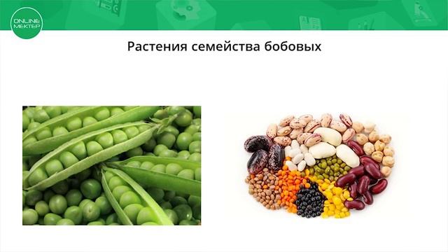 +7 RUS ФОРМЫ БАКТЕРИЙ смотреть онлайн