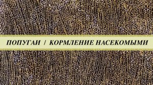 Насекомые для кормления попугаев: какие насекомые подходят, сколько и как давать попугаю?