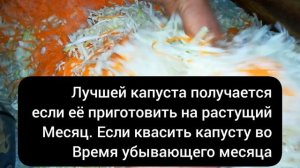 Когда лучше квасить капусту а когда нельзя солить :Самые благоприятные дни для засолки!
