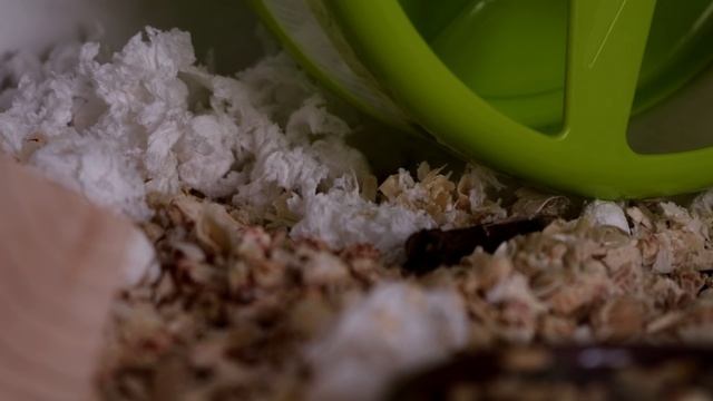 ⛳ Запасливый хомяк Микс. Thrifty Hamster MIX.