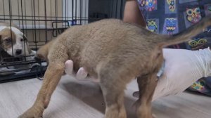 Черви едят спасённых щенков заживо(