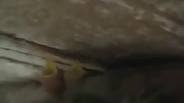 птенцы ласточки смотреть онлайн