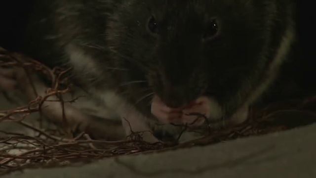 Rodent Control: Mouse And Rat Poison
