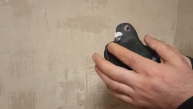 ПОЧТОВЫЕ ГОЛУБИ КРАСИВОЙ МАСТИ смотреть онлайн