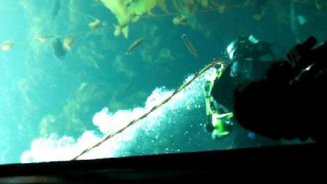 монтерей. аквариум 012 смотреть онлайн