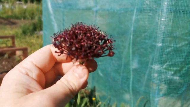 Allium Atropurpureum, A Fragrant Allium With Burgundy - Maroon Flowers And Loved By Pollinators