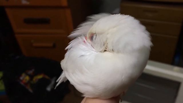 寝る白文鳥。Sleeping Java sparrow смотреть онлайн