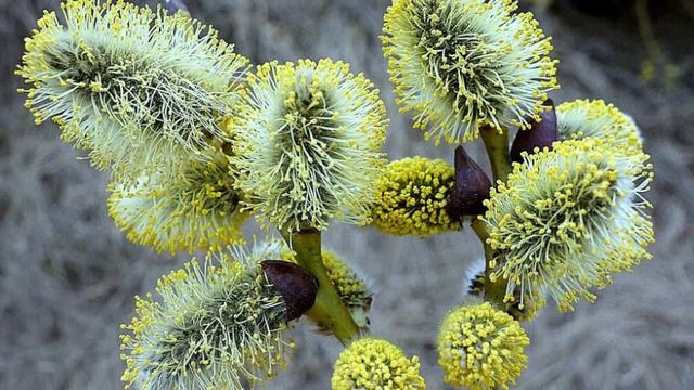 Пути господни неисповедимы