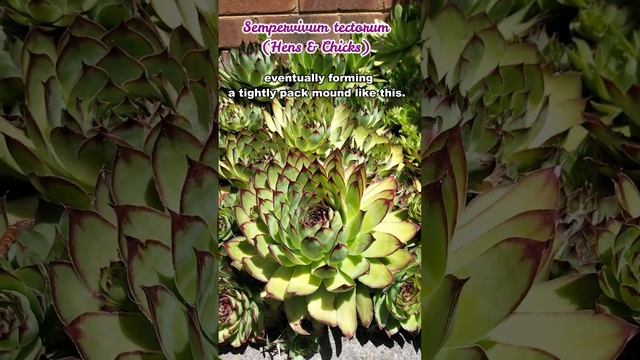Sempervivum tectorum Hens & Chicks #shorts смотреть онлайн