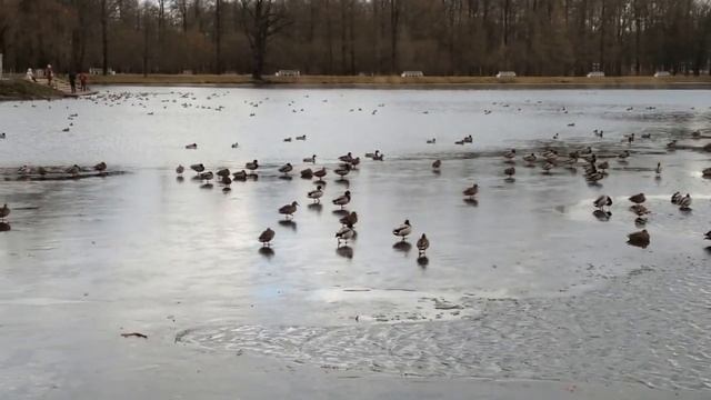 Спасение уток смотреть онлайн