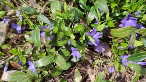 Ка помочь  восстановиться барвинку после зимы, три действия