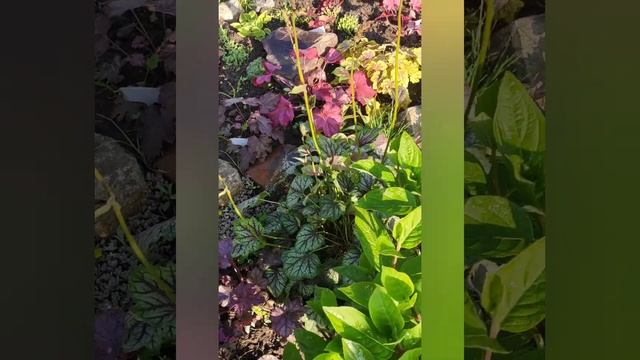 ГЕЙХЕРЫ в моем саду... Solar Power... Solar Eclipse...Rex Lime...berry Fizz..cassis..и другие сорта