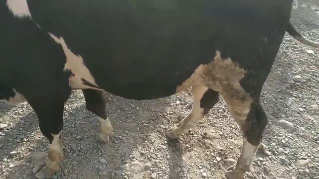 БУКАИ КАЛОНИ АНГУС смотреть онлайн