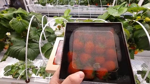 ФУРОР ЗАСЫПАЛ ЯГОДОЙ \\ НОВЫЙ СТЕЛЛАЖ ДЛЯ РАССАДЫ \\ ШМЕЛИ \\ КЛУБНИКА СЕНСАЦИЯ УДИВЛЯЕТ смотреть онлайн