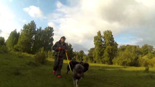 Наши собаки: Шаман из Александровой Слободы и Кратово Де Люкс Арлет. - Http://www.beliy-lekar.ru