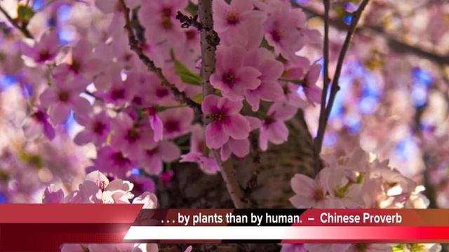 The Beauty of Spring - Beneath the Cherry Blossom tree смотреть онлайн