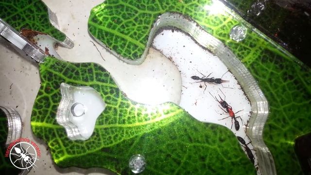 ШОК! Зачем я покрасил и утопил муравья убийцу Harpegnathos venator? смотреть онлайн