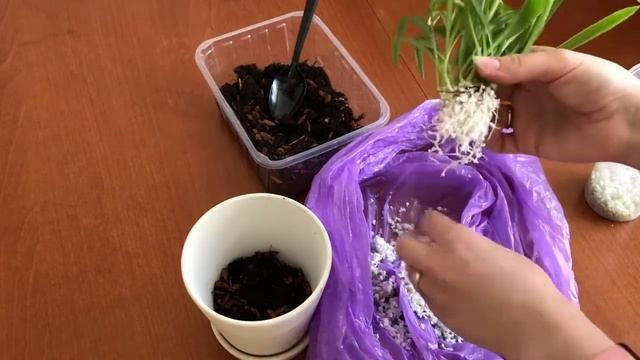 Укоренение деток хлорофитума смотреть онлайн