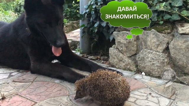 ЁЖИК ХОДИТ ПО ДОРОЖКАМ! НЕ ЗНАКОМЫЙ ГОСТЬ! смотреть онлайн