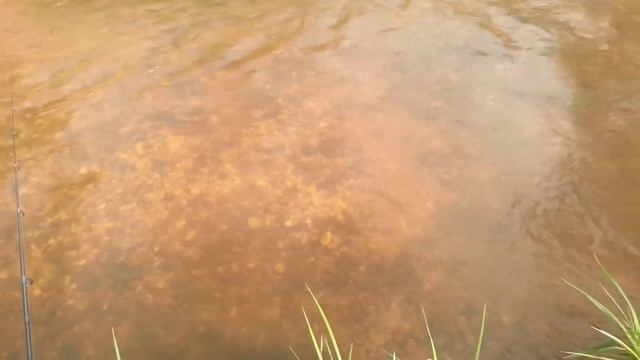 Нерест миноги. смотреть онлайн