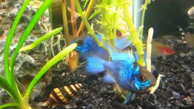 Апистограмма Рамирези (лат. Mikrogeophagus ramirezi) или цихлида бабочка (хромис-бабочка) смотреть онлайн