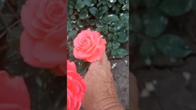 Шакенборг смотреть онлайн