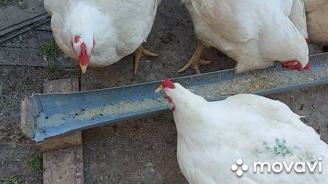 Пропаивание бройлеров от глистов. Профилактика и лечение. Глисты у птицы, лучшие препараты. смотреть онлайн